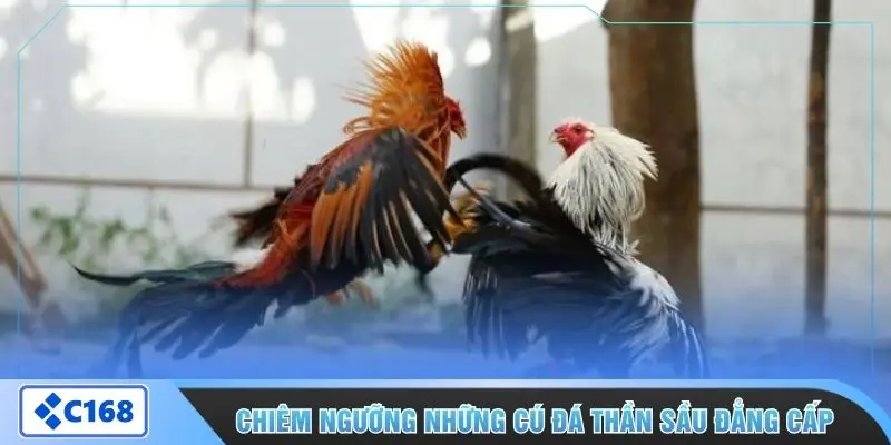 Chiêm ngưỡng những cú đá thần sầu đẳng cấp