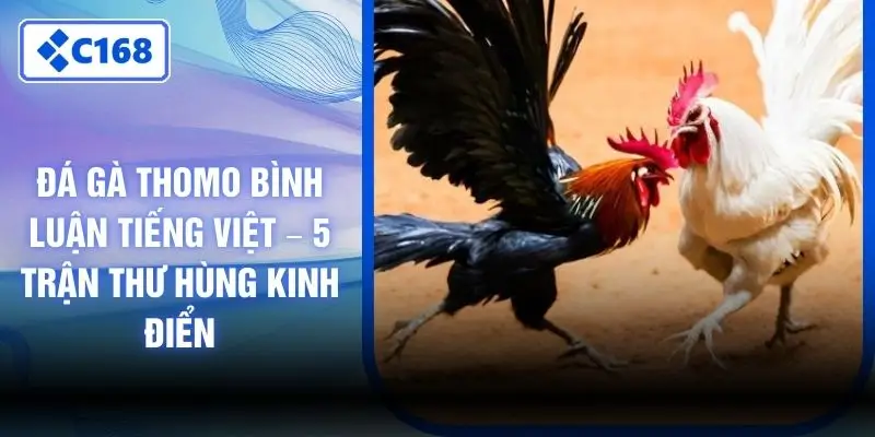 Đá Gà Thomo Bình Luận Tiếng Việt – 5 Trận Thư Hùng Kinh Điển