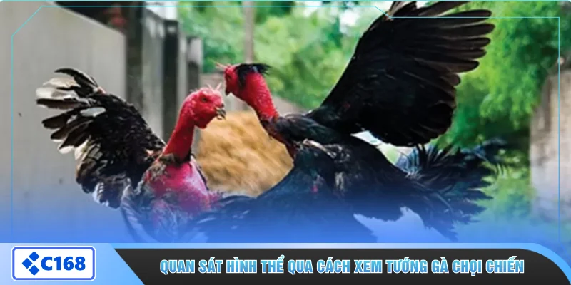 Quan sát hình thể qua cách xem tướng gà chọi chiến