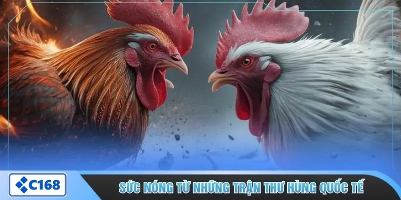 Sức nóng từ những trận thư hùng quốc tế